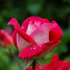 Co krmit růže na jaře pro svěží kvetoucí v zahradě